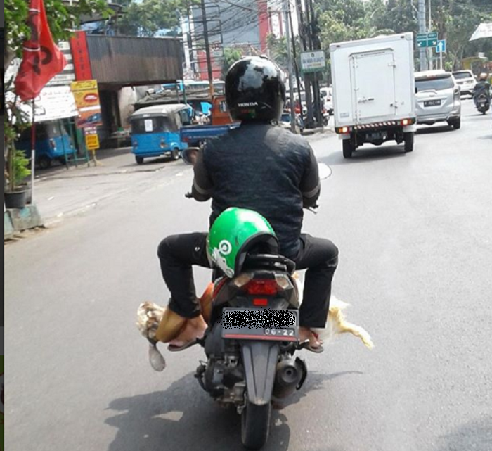 Kambing dibawa ojek online