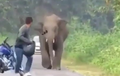 Video: Wah Pengendara Motor Ini Kabur Dikejar Gajah Liar