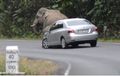 Video Toyota Vios Didudukin Gajah, Ternyata Masih Bisa Jalan, Sob!