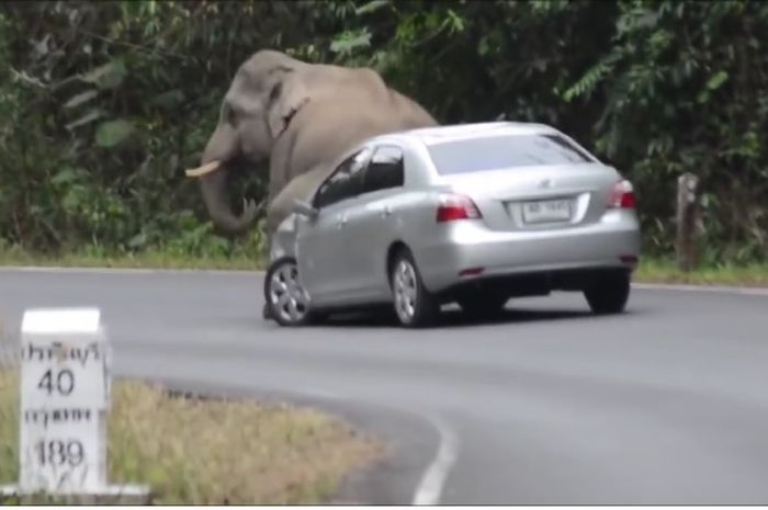 Toyota Vios didukin gajah