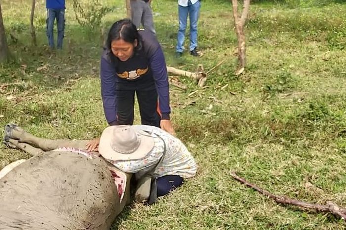 Seorang pemilik kerbau menangisi hewan ternaknya yang sudah disembelih dan diambil dagingnya oleh kawanan pencuri. Total 9 kerbau dicuri oleh 5 pelaku pada Kamis (23 Juli 2020).