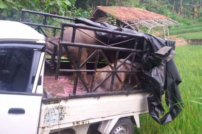 Suzuki Mega Carry masuk sawah setelah bannya meletus saat dikejar warga membawa dua kerbau