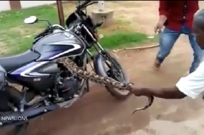 Ular yang masuk ke dalam motor