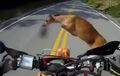 Video: Lagi Asik Bawa Motor, Eh Malah Nabrak Rusa Lagi Nyebrang