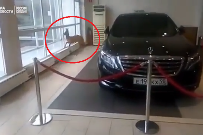 Seekor rusa masuk ke dalam dealer mobil di Rusia