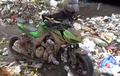 Dibuang Ke Penampungan Sampah, Kawasaki Z1000 Ini Ternyata Lagi Dites