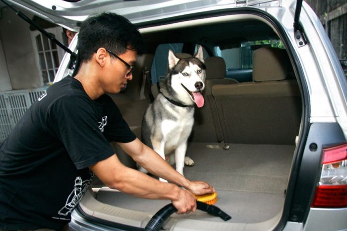 Bersihkan noda hewan peliharaan