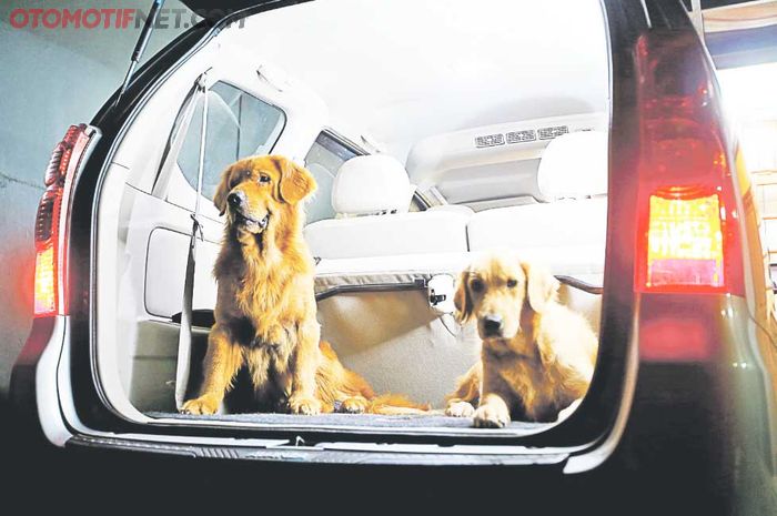 Ilustrasi membawa hewan peliharaan saat berpergian menggunakan mobil
