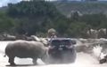 Video: Mobil SUV Pengunjung Kebun Binatang Diseruduk Badak Hingga Rusak