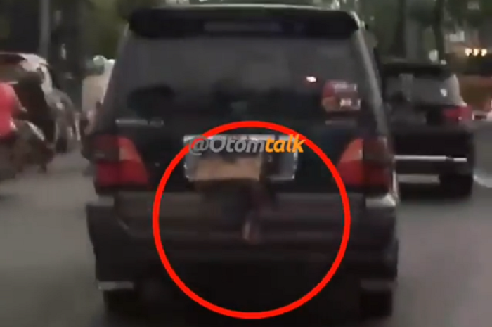 Seekor ayam terikat di belakang bagian mobil