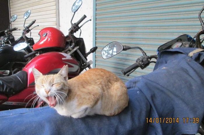 Hewan seperti kucing bisa bikin jok rusak