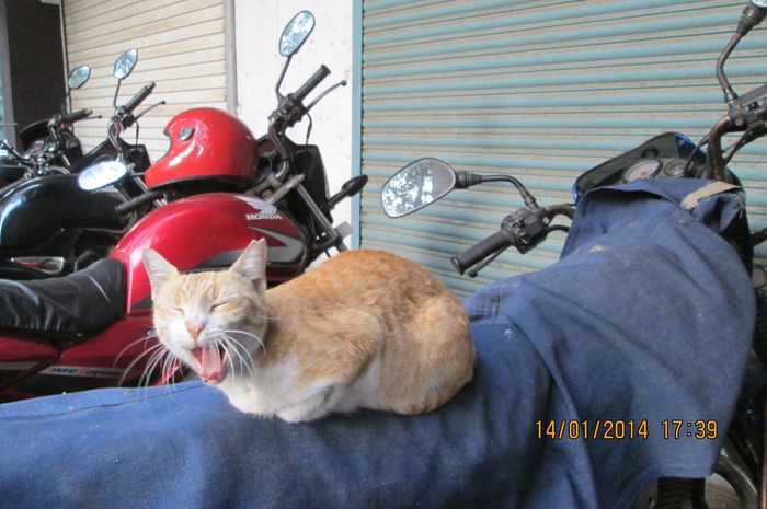 commons.wikimedia.org