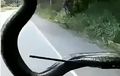 Ngeri... Ular Nempel Di Kaca Depan, Mending Diusir Apa Diajak Masuk Kabin Nih?  