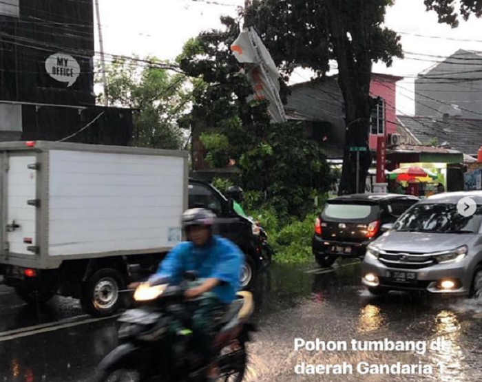 Pohon tumbang akibat hujan deras, Jumat (23/11/2018)