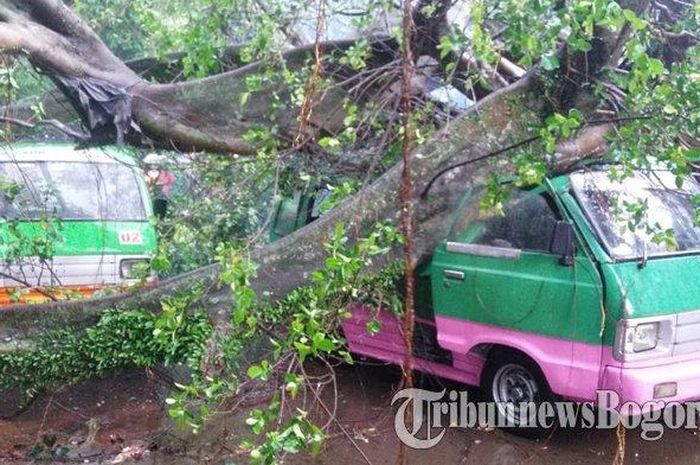 Angkot tertimpa pohin beringin di Bogor