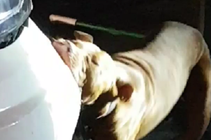Sebuah Dodge Journey dimakan oleh seekor anjing