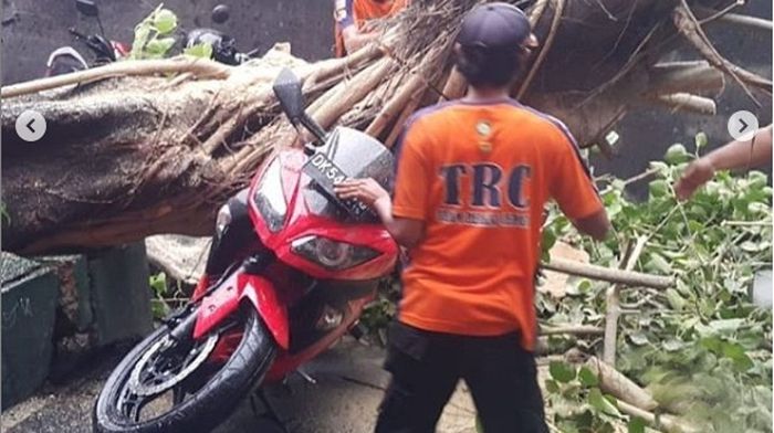 Kawasaki Ninja 250 tertimpa pohon tumbang