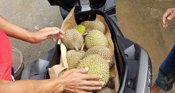 Ayo dihitung ada berapa buah durian di dalam bagasi XMAX 250 