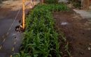 Tanaman Jagung Tumbuh Subur di Tengah Jalan, Warganet : Orang Bilang Tanah Kita Tanah Surga