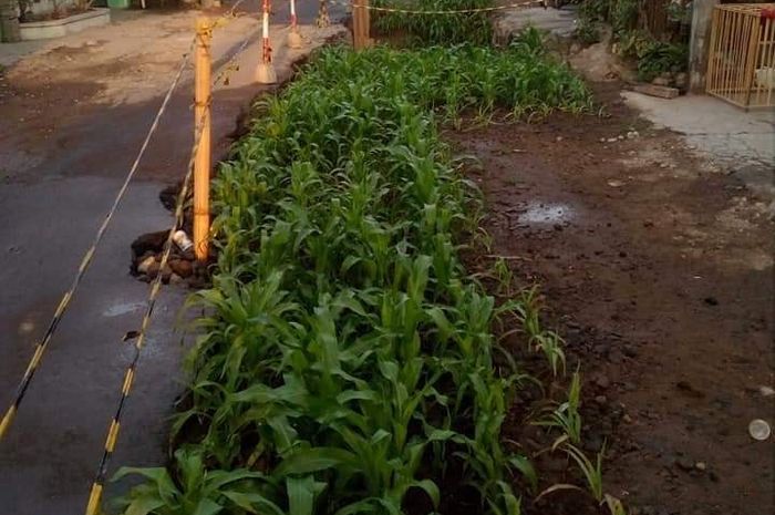 Tanaman jagung tumbuh subur di tengah jalan