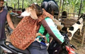 Bukan Cuma Orang, Ternyata Kambing Juga Bisa Naik Ojek Online