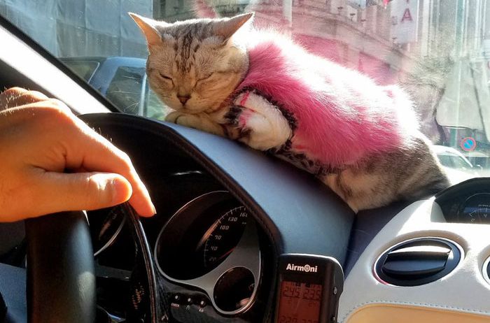 Torako anteng duduk di dashboard Gallardo