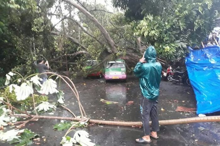 Angkutan umum tertimpa pohon di Bogor
