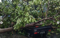 Foto-foto Pohon Tumbang Akibat Hujan Deras, Pengendara Wajib Waspada