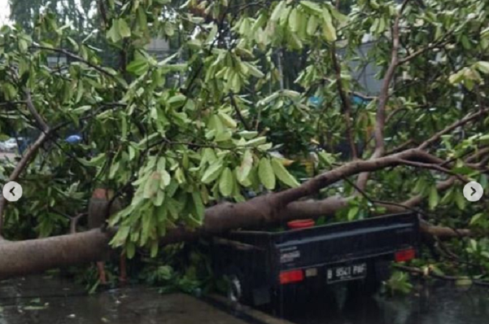 Pohon tumbang menimpa pikap di Jalan Imam Bonjol, Jakarta Pusat, Jumat (23/11/2018)