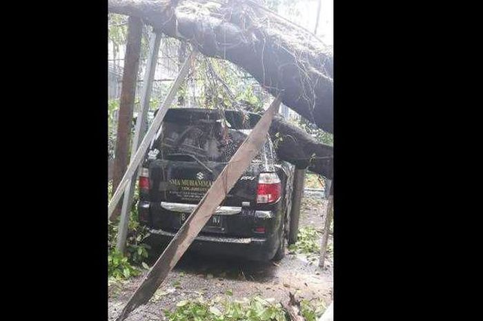 Suzuki APV tertimpa pohon tumbang