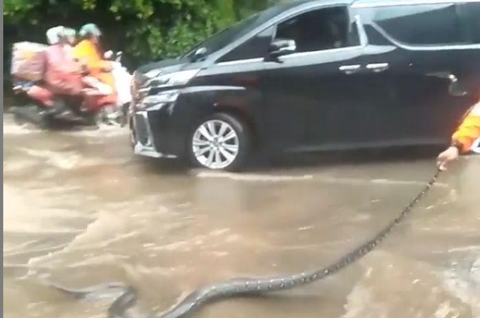 Penangkapan ular di jalan di belakang Senayan City