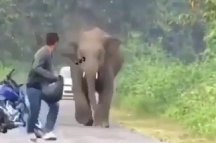 Pengendara motor kabur dikejar gajah