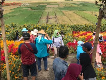 Hfd 2018 Destinasi Kekinian Taman Bunga Matahari Di Selatan Yogyakarta Gridoto Com