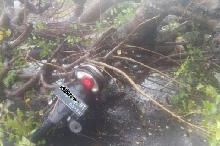 Ilustrasi pohon tumbang