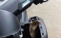 Ngeri, Bodi Yamaha NMAX Terbuka, Muncul Ular Kobra