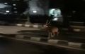 Pada Bengong, Lihat Rusa Di Jalan Raya Nekat Lawan Arus, Untung Masih Sepi