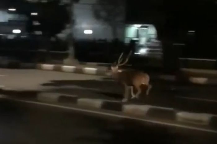 Seekor rusa terlihat berlari di jalan raya dekat TMP Kalibata, bikin heboh warganet
