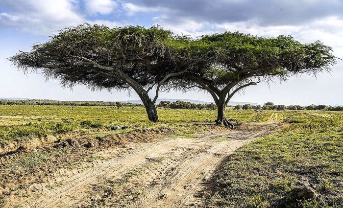 Salah satu lintasan di Kenya, tepat berlangsungnya Reli Safari 2021