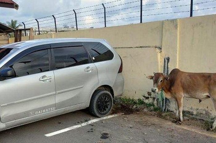 Ilustrasi: Seorang pencuri di Aceh nekat memasukan sapi ke dalam Toyota Avanza.
