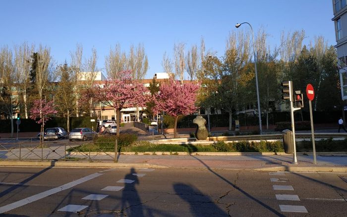 Zebracroas unik di Madrid, Spanyol