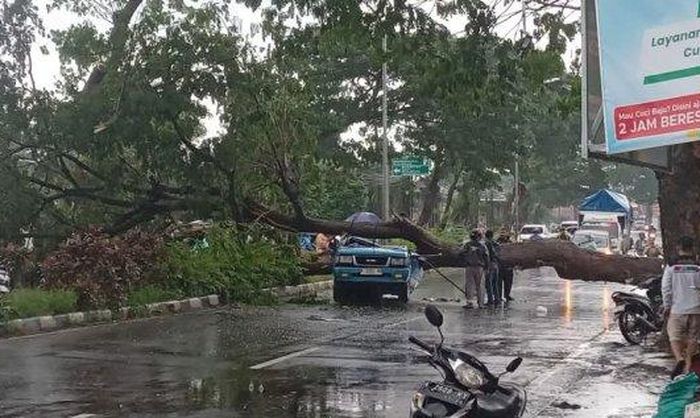 Pohon tumbang menimpa Isuzu Panther berisi 5 anggota keluarga di depan Lapas Kedungpane, Ngaliyan, kota Semarang