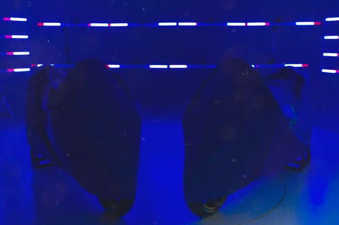 Dilihat dari video teasernya, tim Suzuki Ecstar masih didominasi warna biru