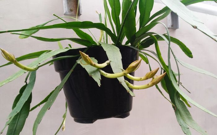 Bunga Wijaya Kusuma, hanya mekar di malam hari saja