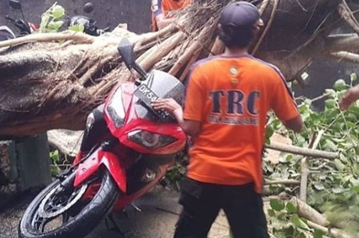 Kawasaki Ninja 250 tertimpa pohon besar