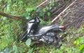 Terjang Hujan Lebat, Pasangan Kakek Nenek Berujung Kecelakaan, Motor Terjun ke Jurang Sedalam 50 Meter