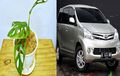 Lagi Naik Daun, Harga Tanaman Janda Bolong Meroket Hingga Setara Toyota Avanza Bekas, Pilih yang Mana Nih?