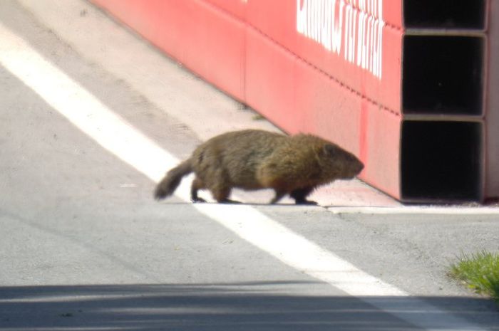 Groundhog alias marmot besar yang mirip berang-berang ini, sering melintas di trek saat balap F1 Kanada
