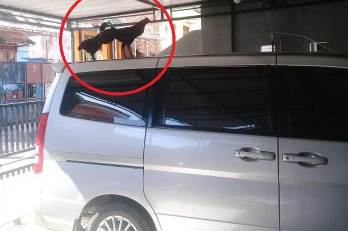 Pemilik Nissan Serena C24 mengeluhkan ayam tetangga yang sering nangkring di mobilnya lewat laman Grup Facebook