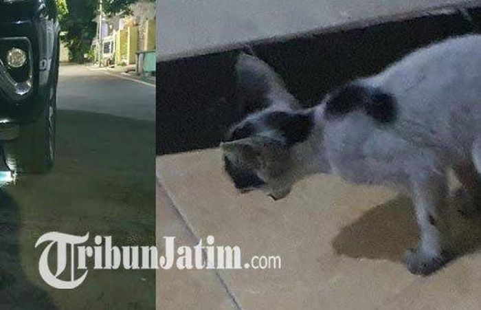 Kondisi kucing usai terjebak di ruang mesin Toyota Fortuner dinas Wakil Ketua DPRD Surabaya