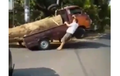 Video Mitsubishi Colt T Standing, Dipaksa Angkut Kayu Ukuran Raksasa